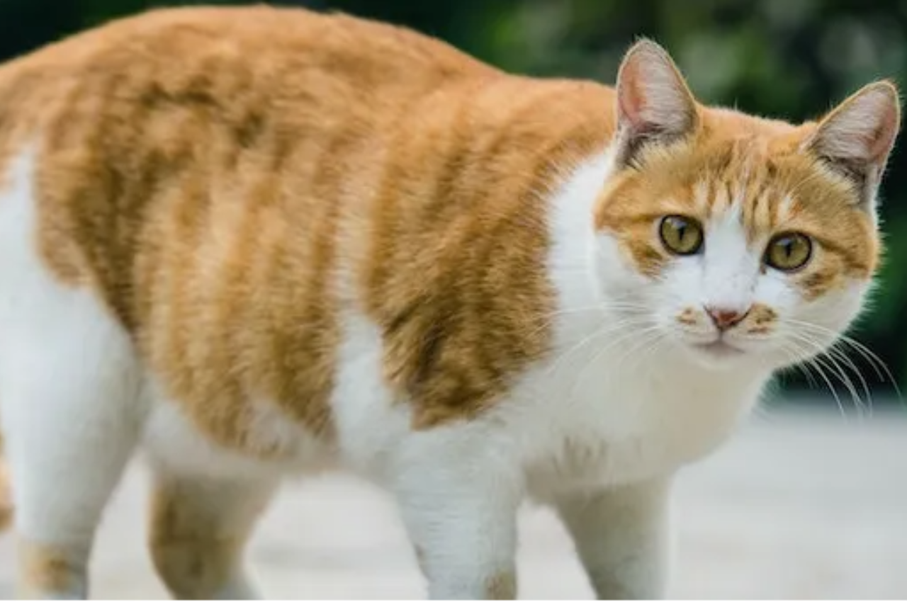 how to tell if a cat is pregnant