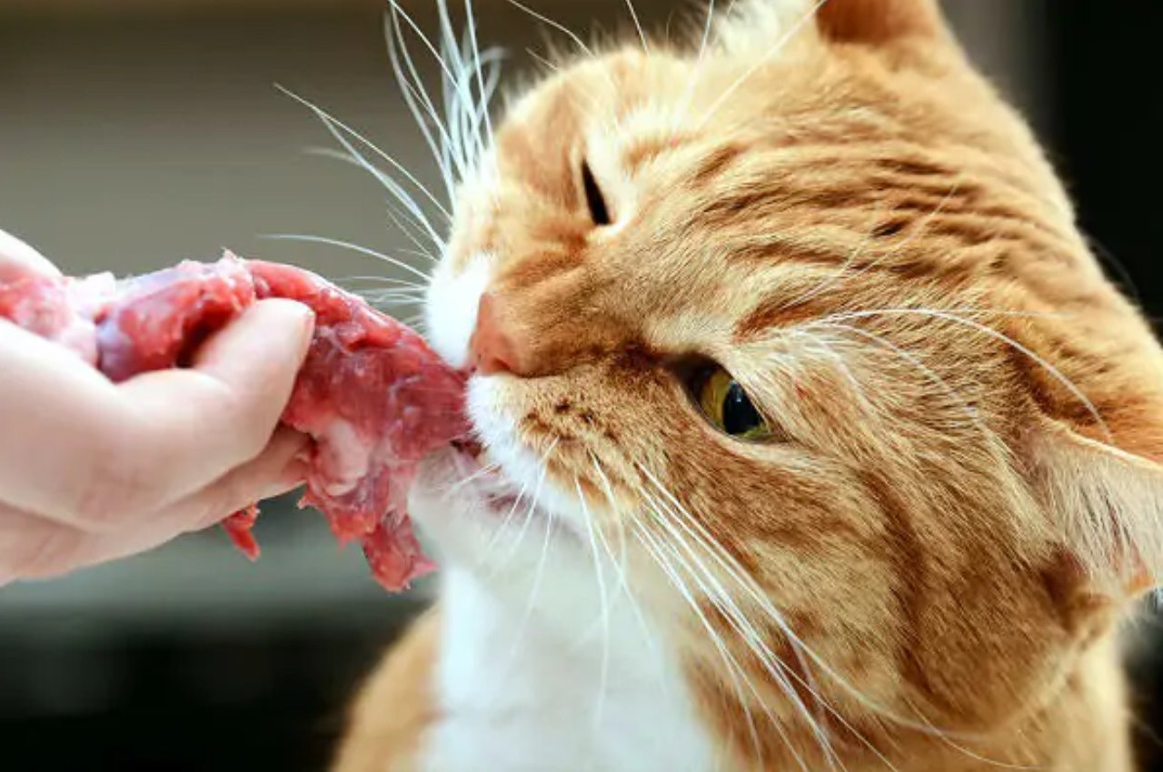Is any meat bad for cats?