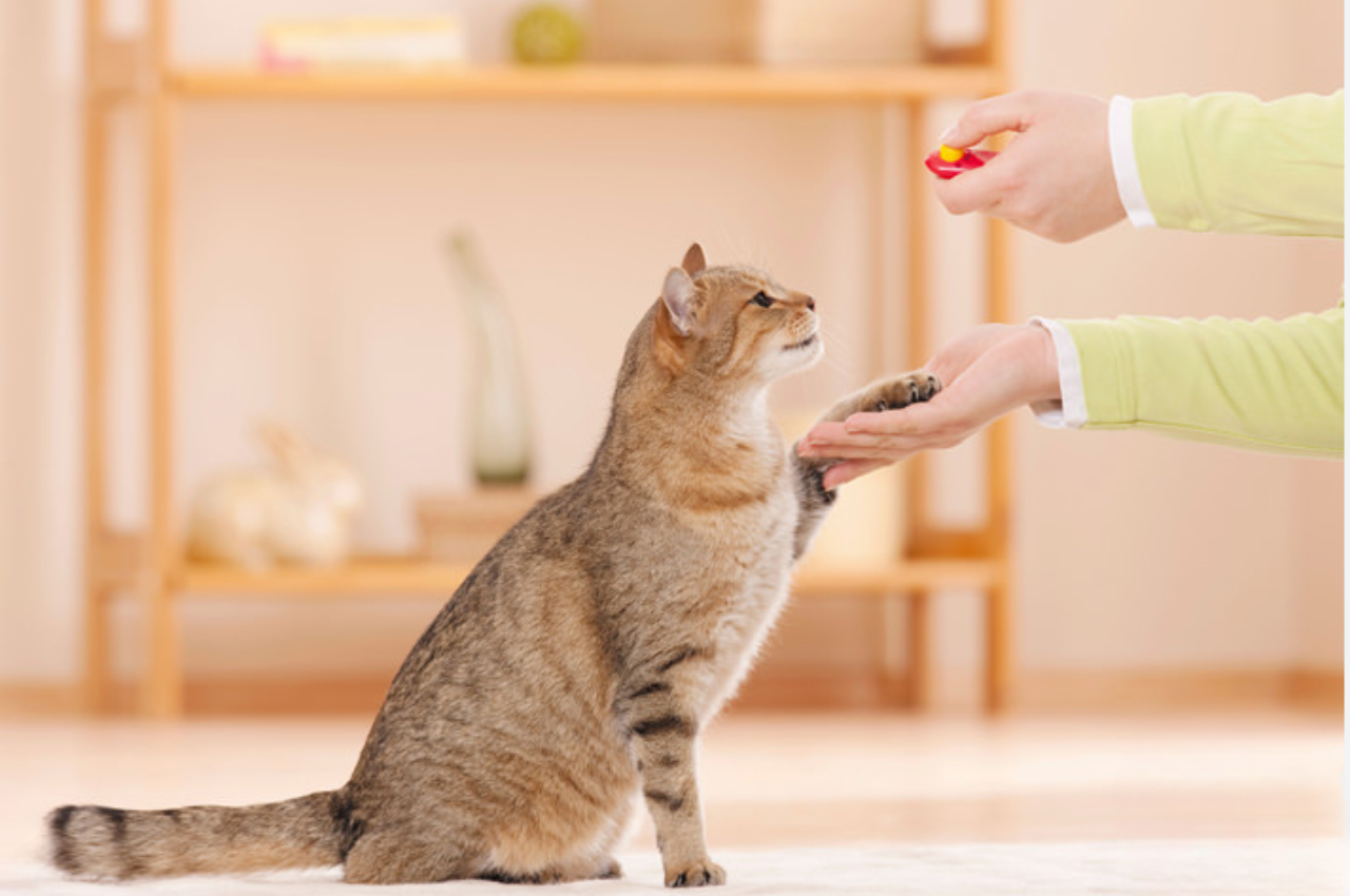 how to discipline a cat