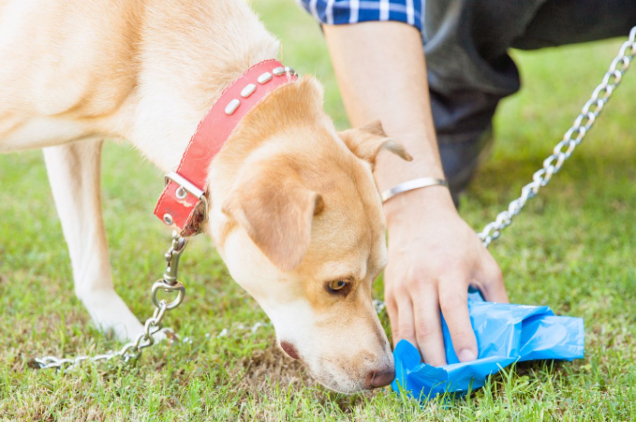 why do dogs eat cat poop