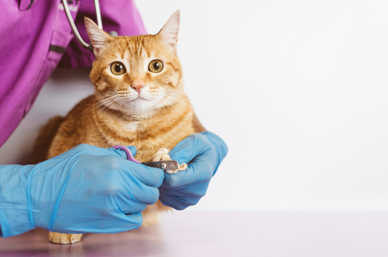 how to trim cat nails