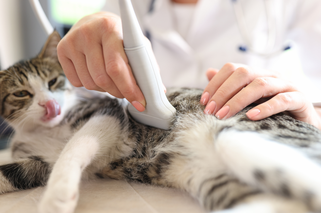 what is a cat scan