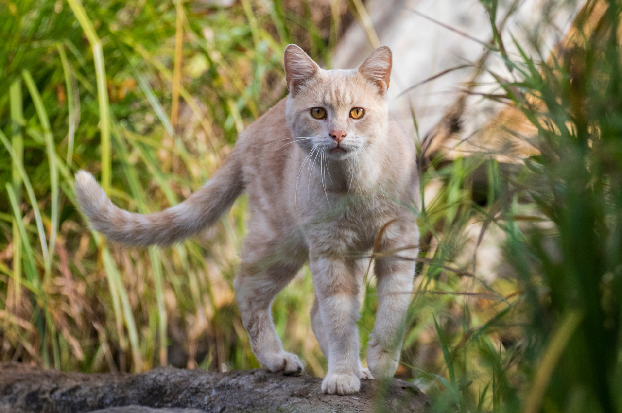 What is a Feral Cat: Understanding Their Wild Side