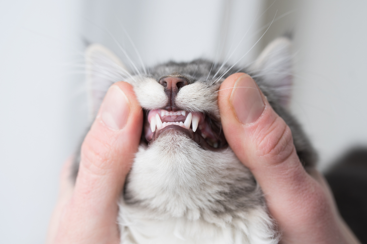 how many teeth does a cat have