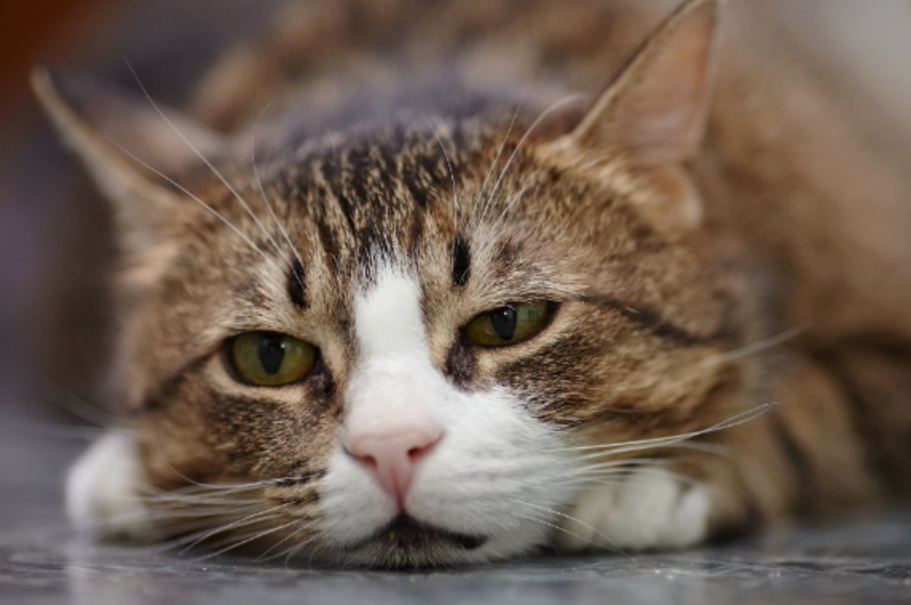 Do cats get sad when you leave?