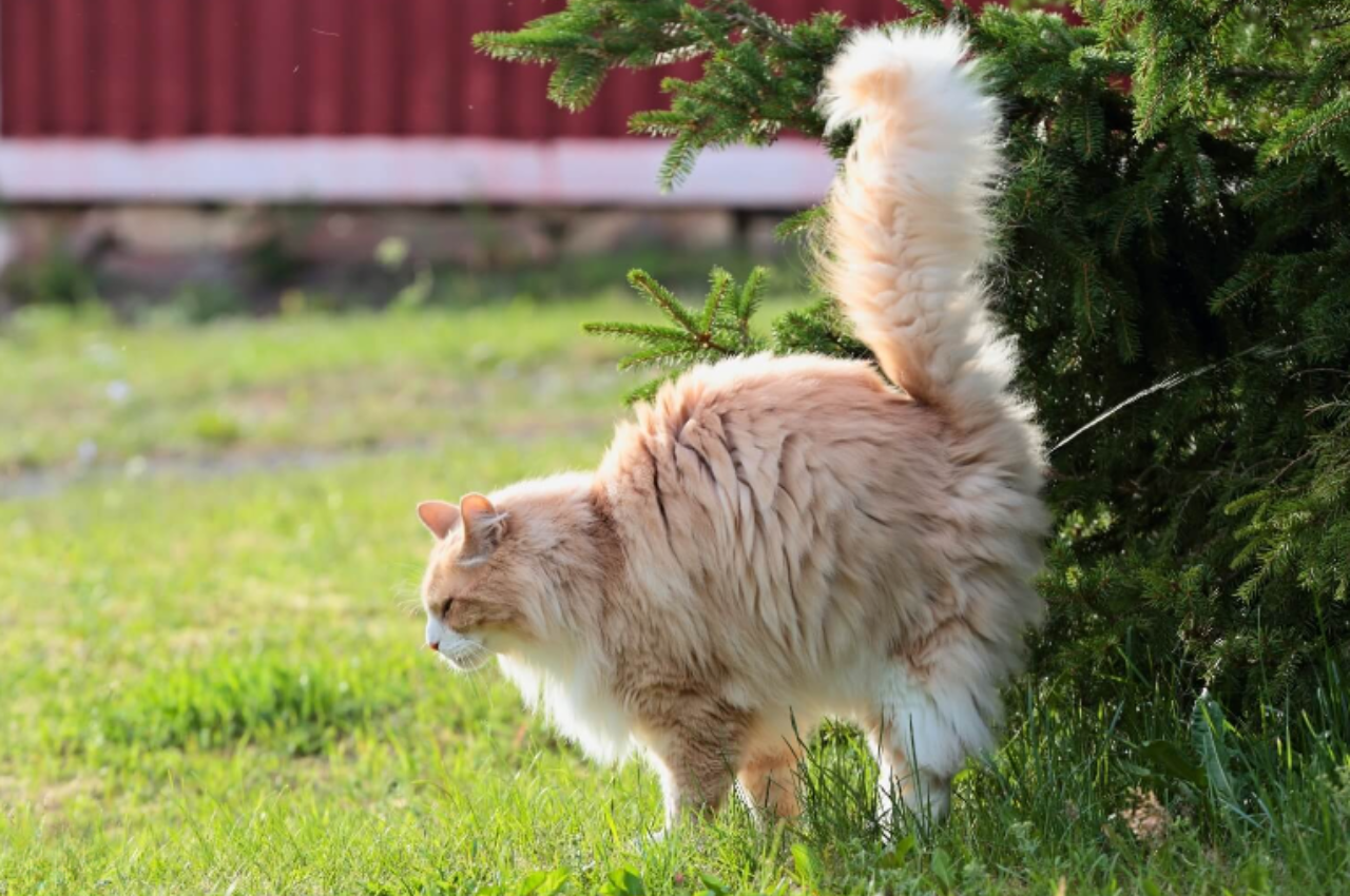 how to stop cats from spraying