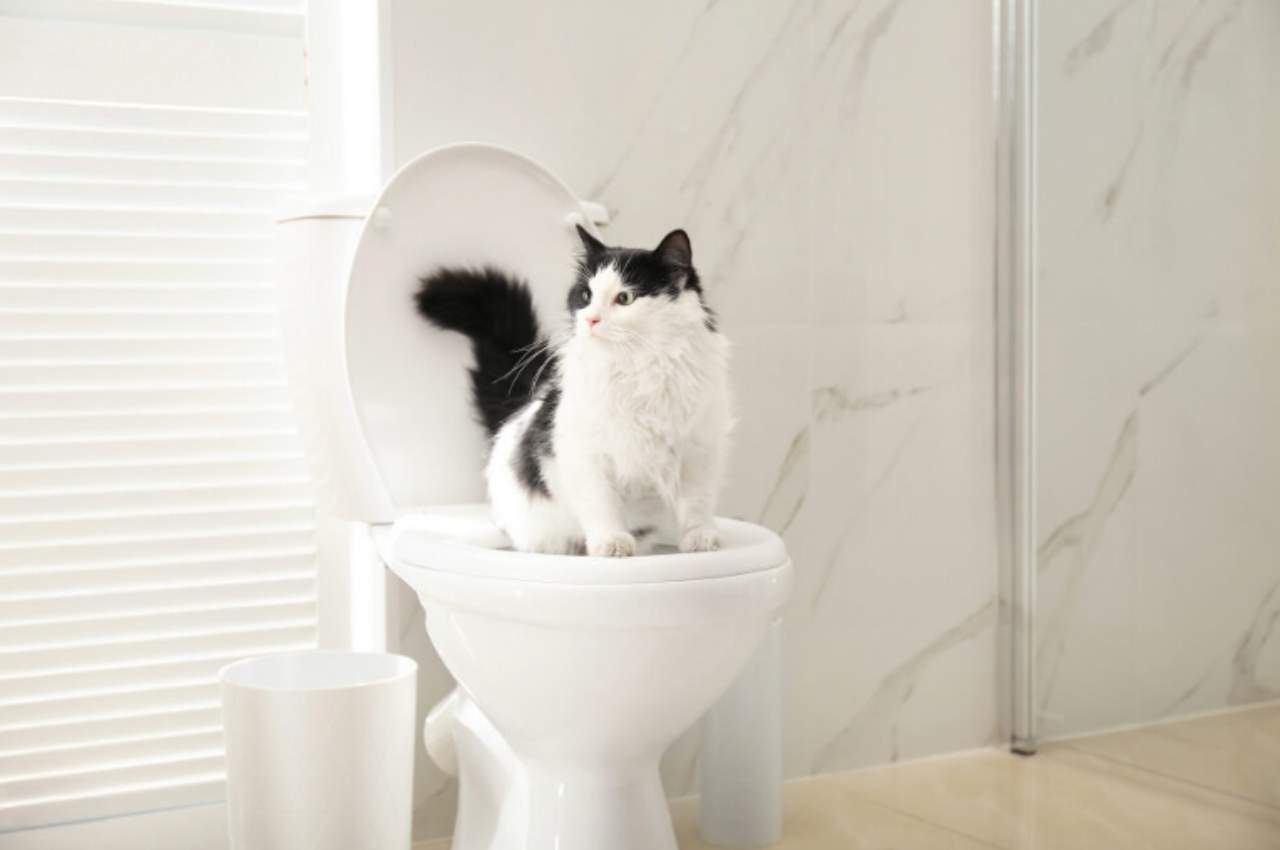 cat peeing on bathroom floor