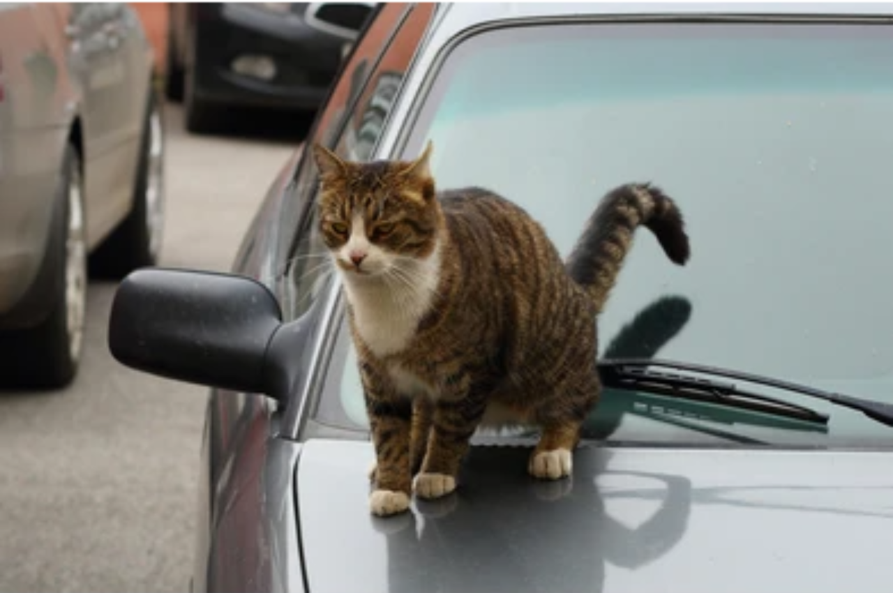 How To Stop Cats From Peeing On My Car