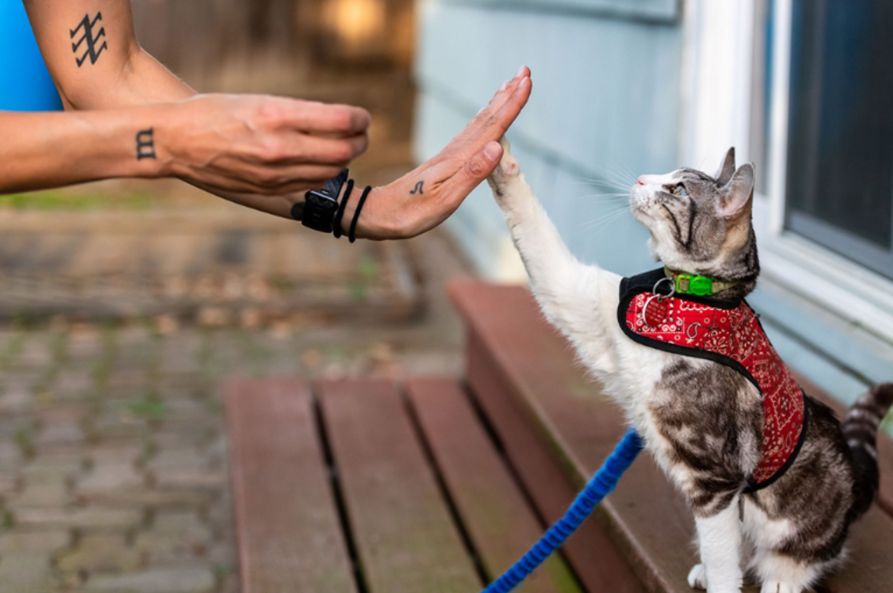 cat training tricks