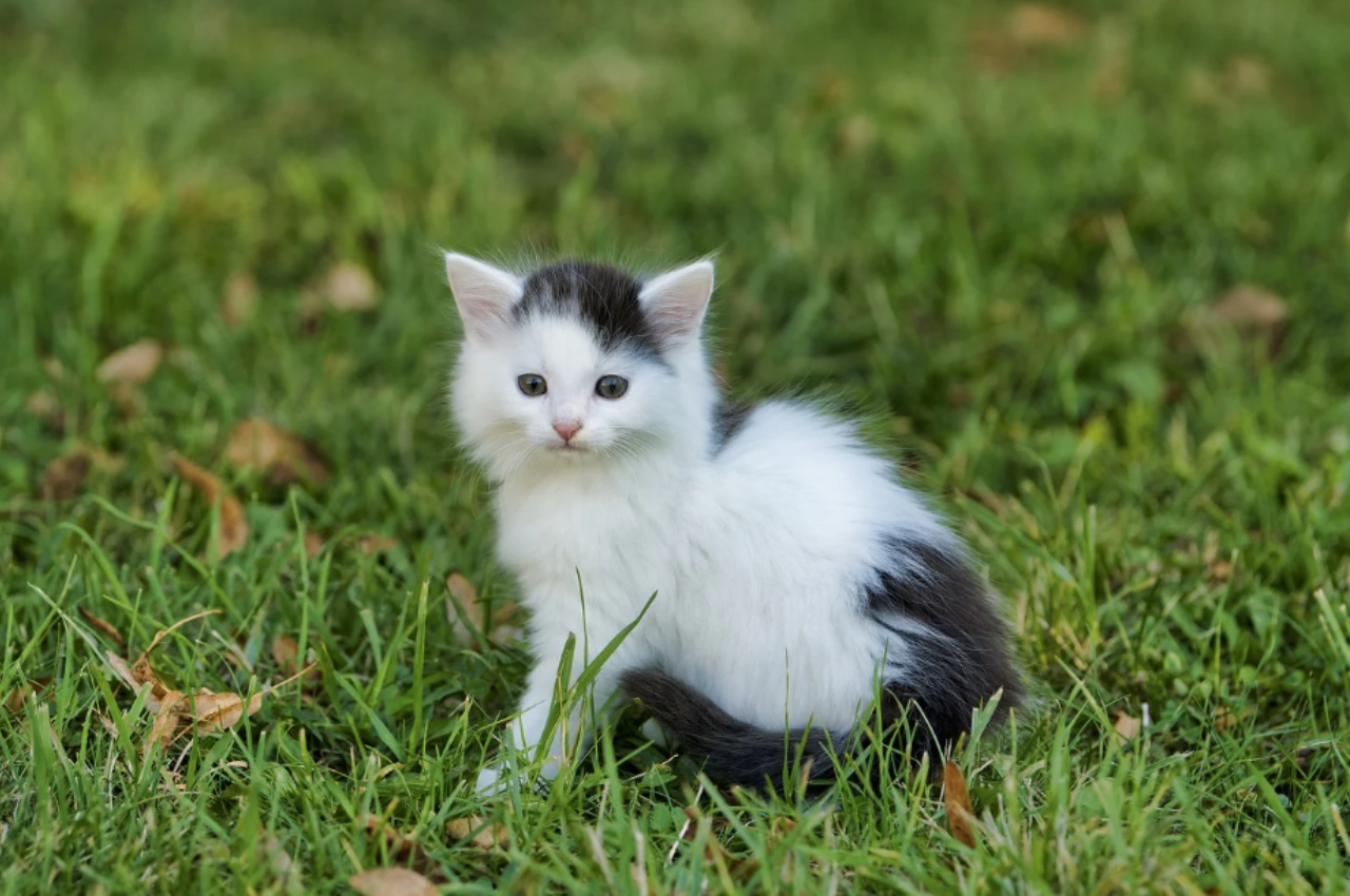 how to train your kitten