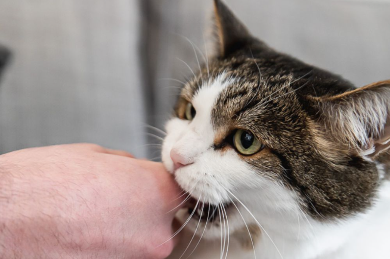 how to train a kitten not to bite
