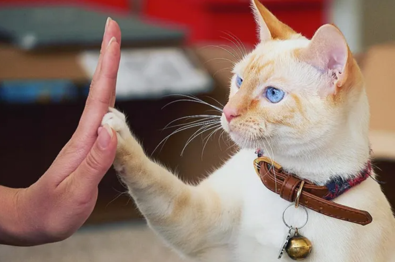 how to teach a cat to high five