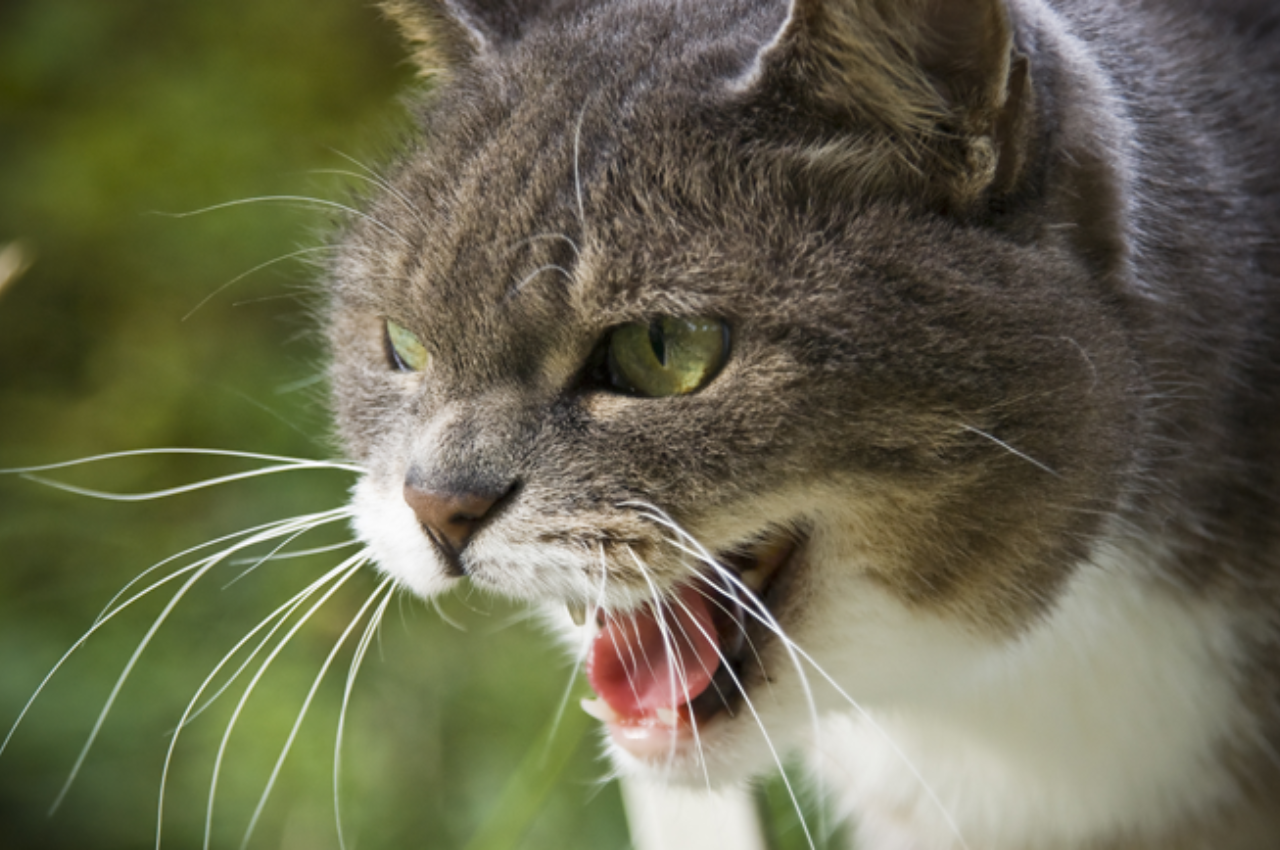 cat problem solving