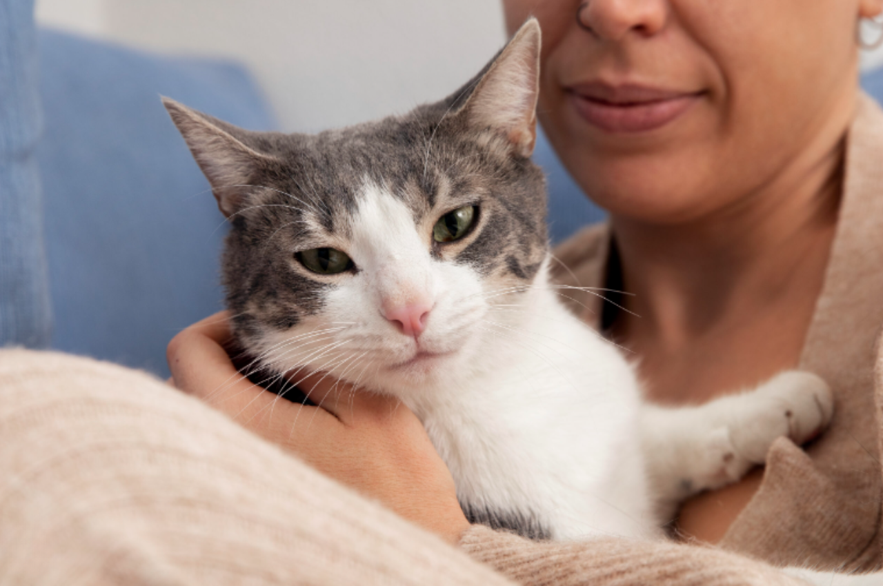 Do cats have favorite humans?