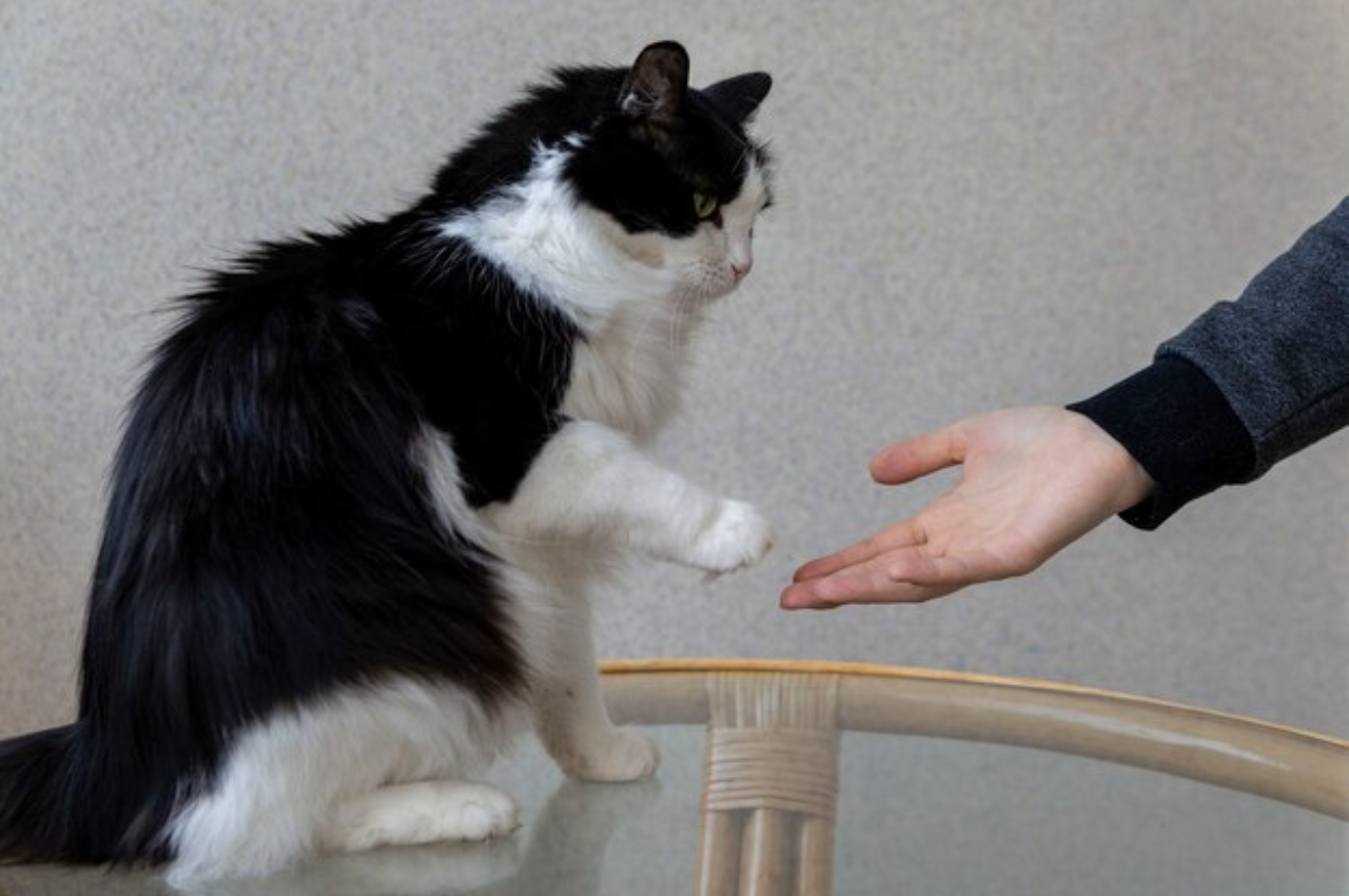 how to train your cat to shake hands