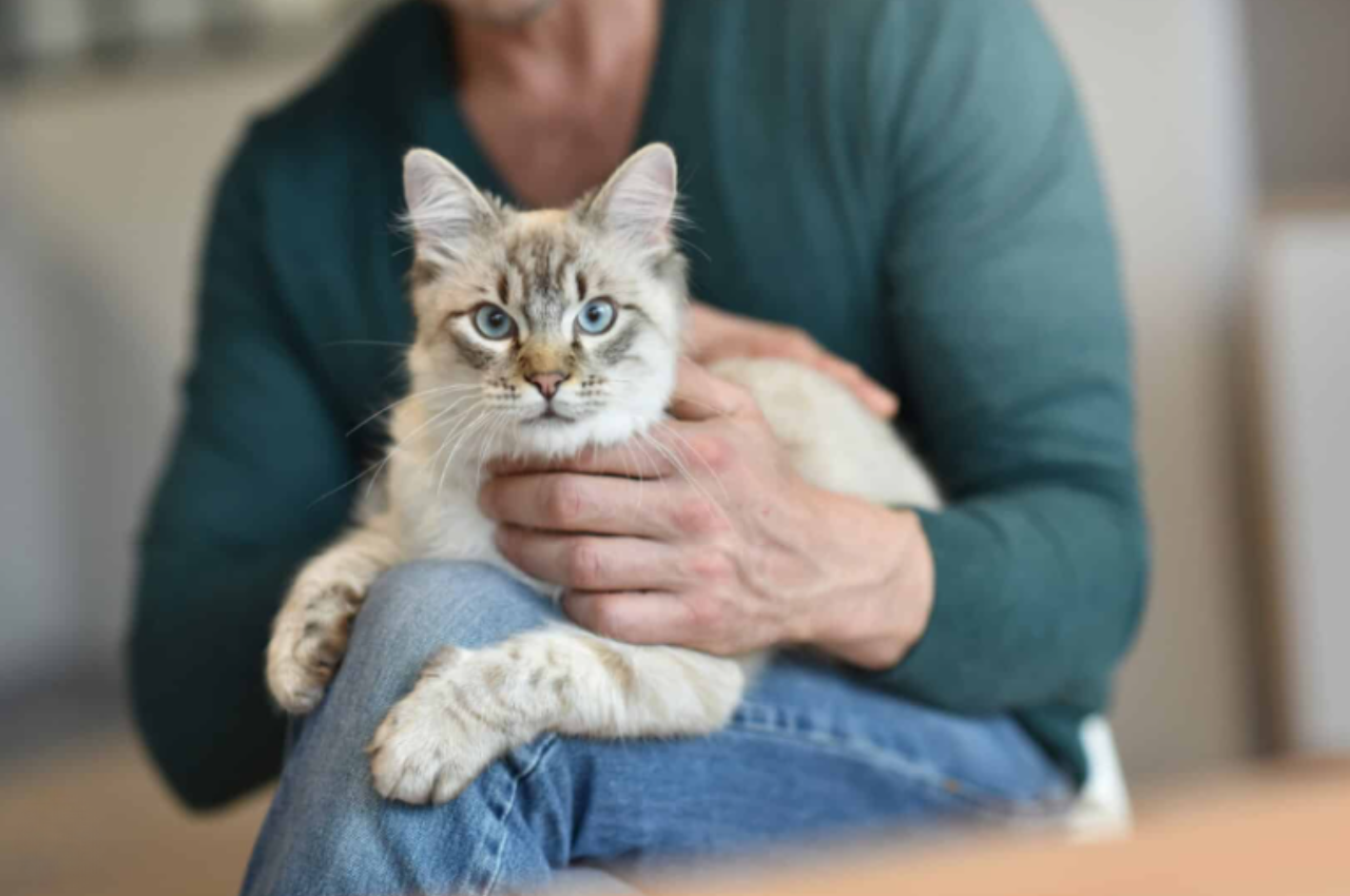 Are cats loyal to one person?