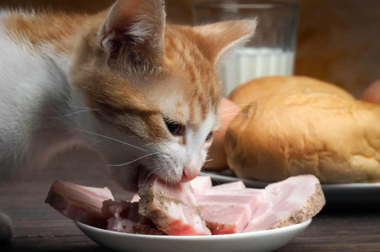 Can a cat eat pork?