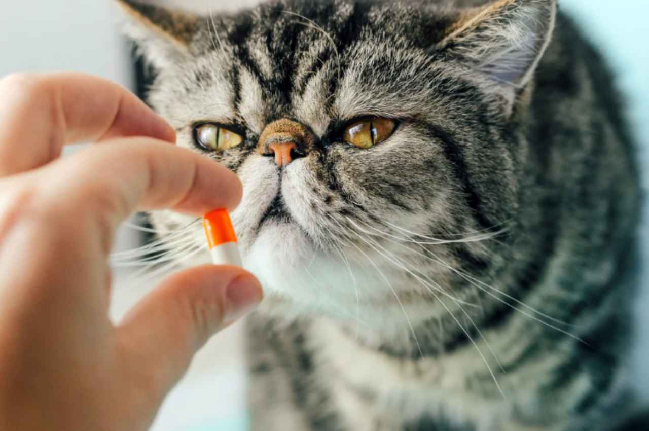 how to give a cat a pill