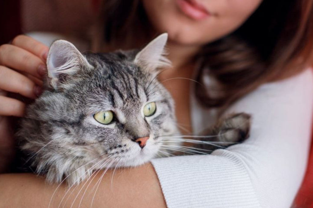 Loyalty patterns in pet cats