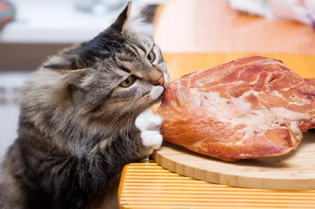 Risks of pork for cats