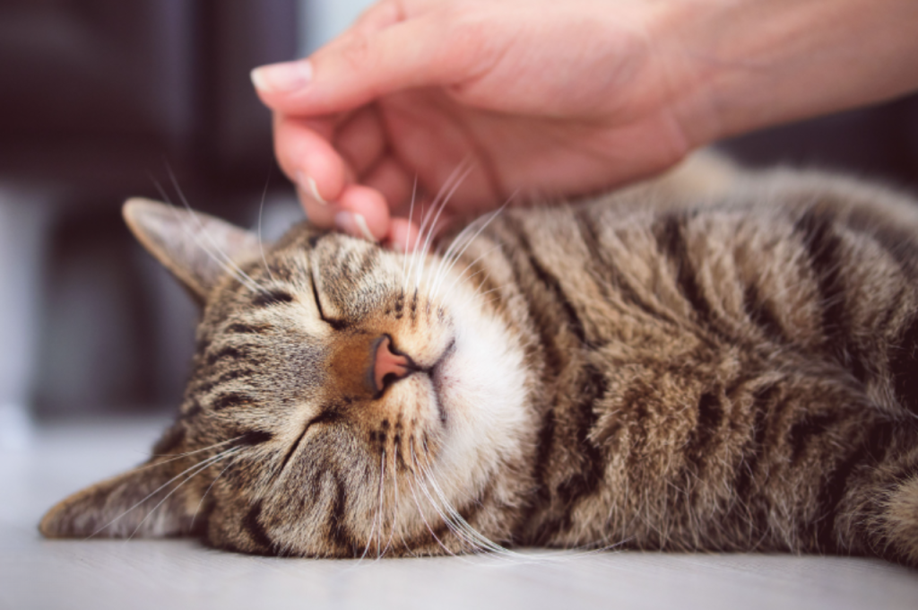 Understanding cat body language