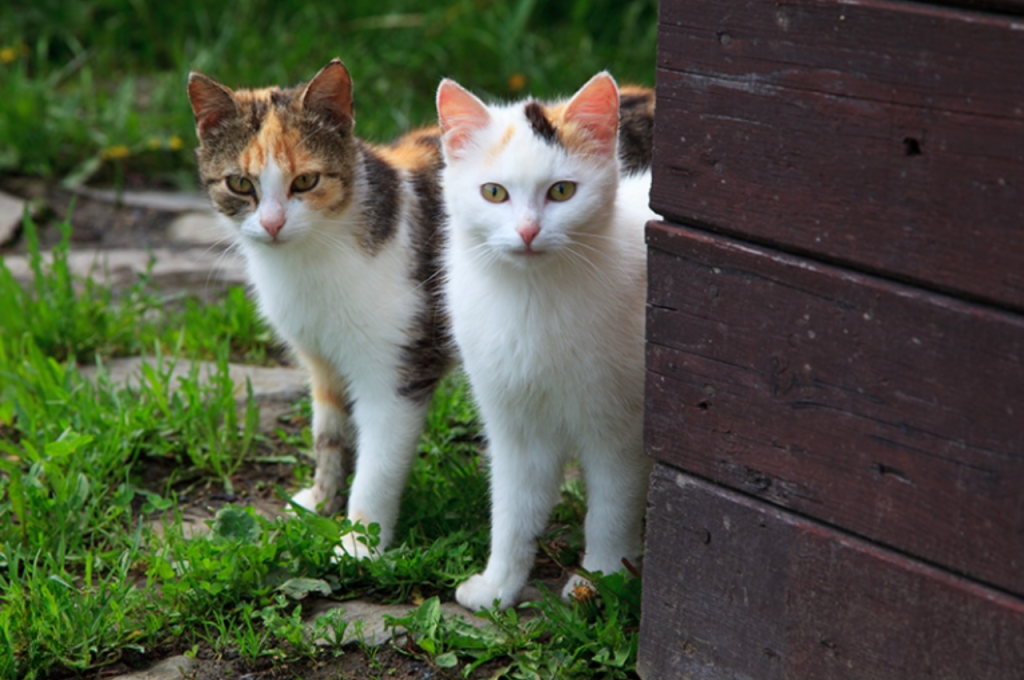 Bonding between cat siblings