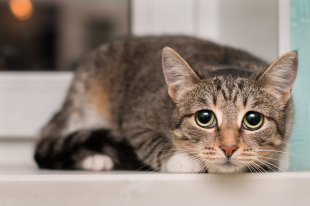 Identifying cat distress