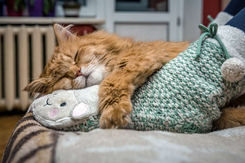 Human-animal bond with cats