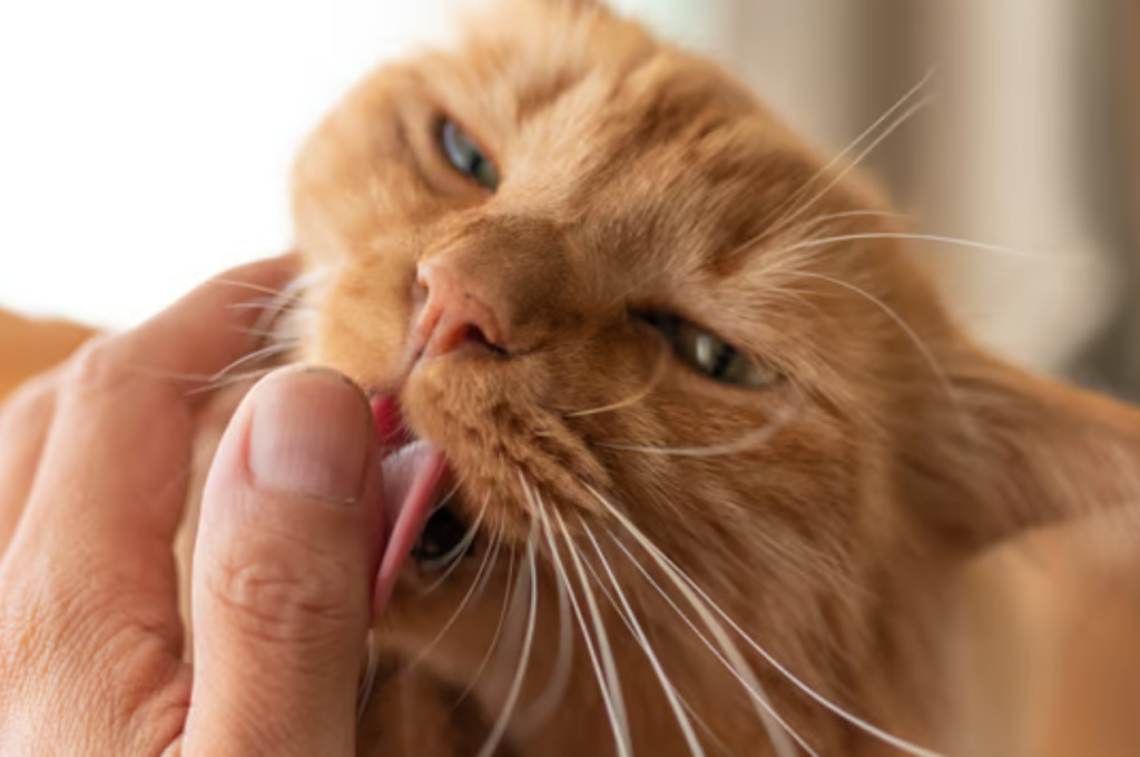 Understanding cat affection through licking