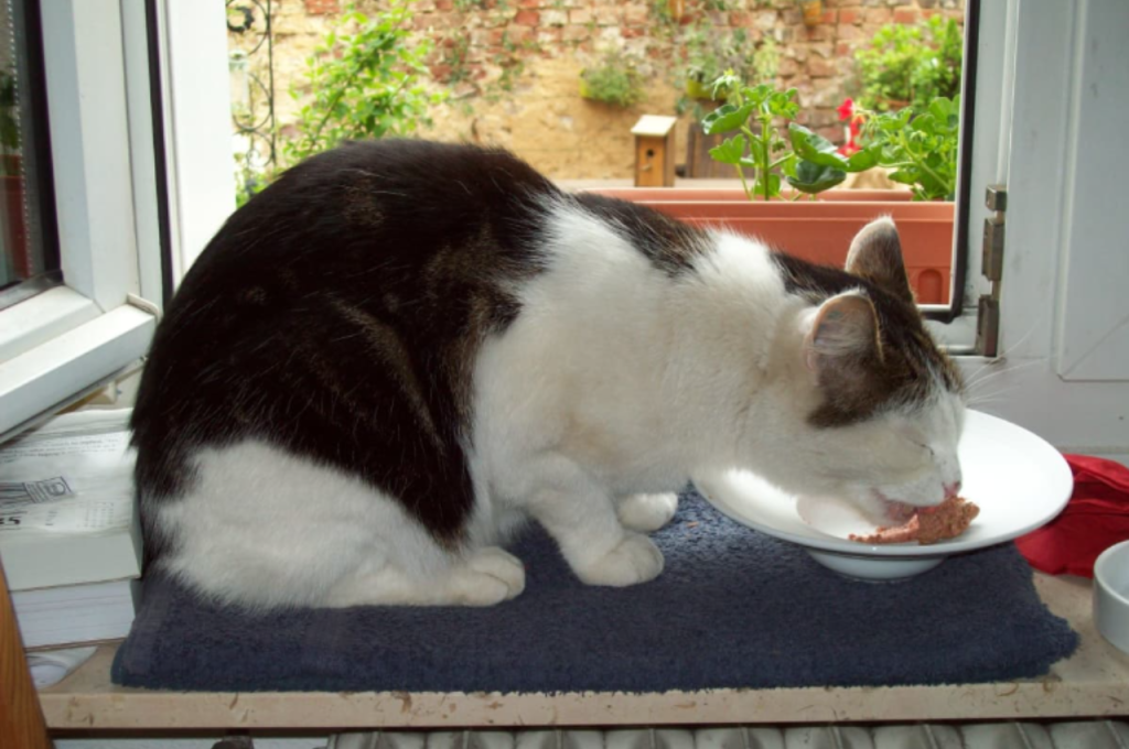 Cat food choices: tuna or chicken