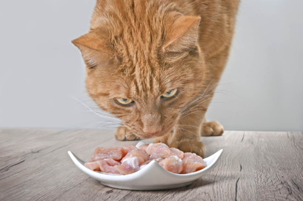Which meat is best for cats?