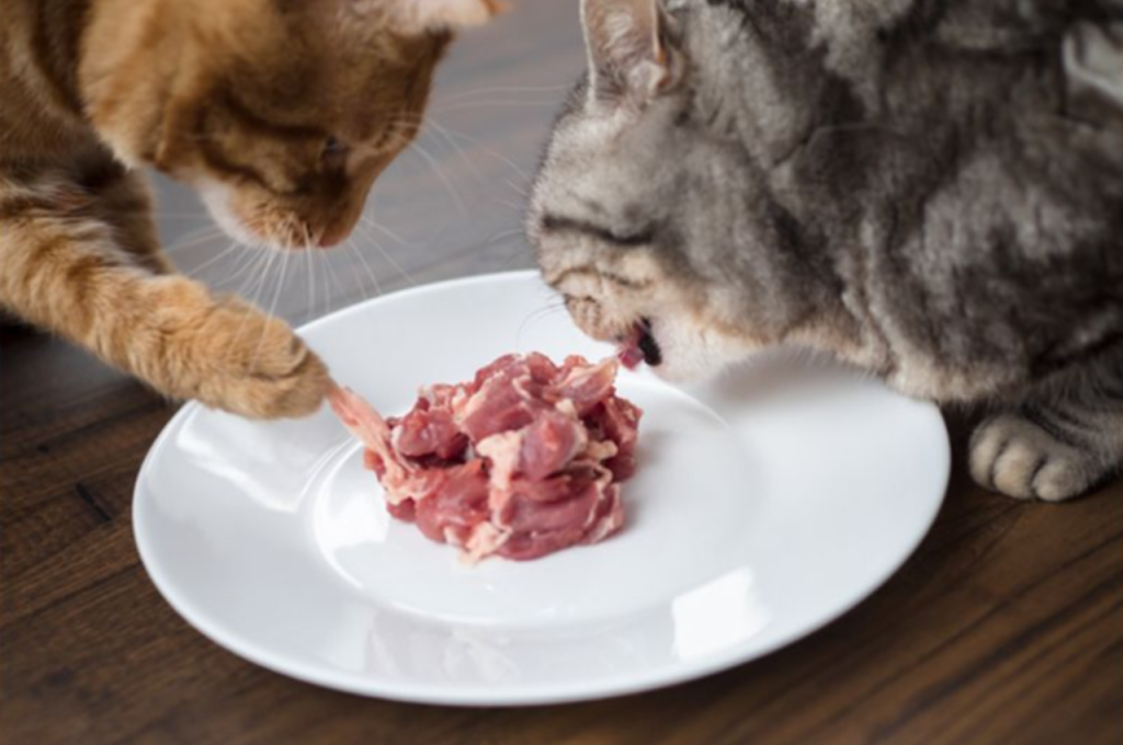 Is 100% meat good for cats?
