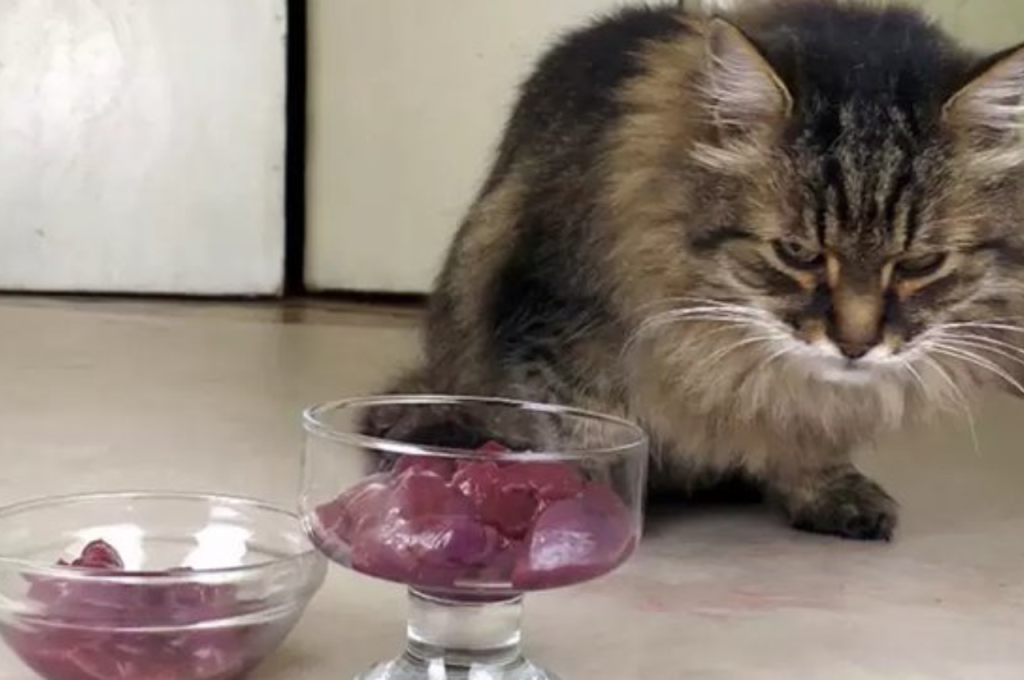Is liver good for cats?