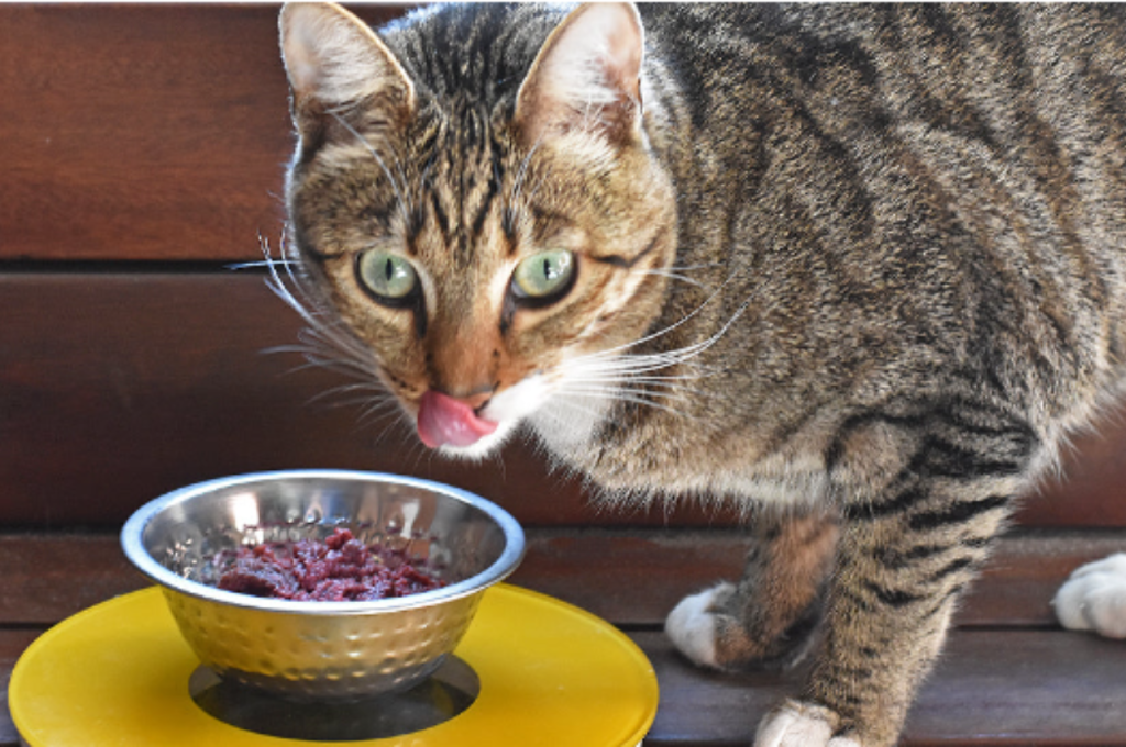 Benefits of feeding organ meats to cats