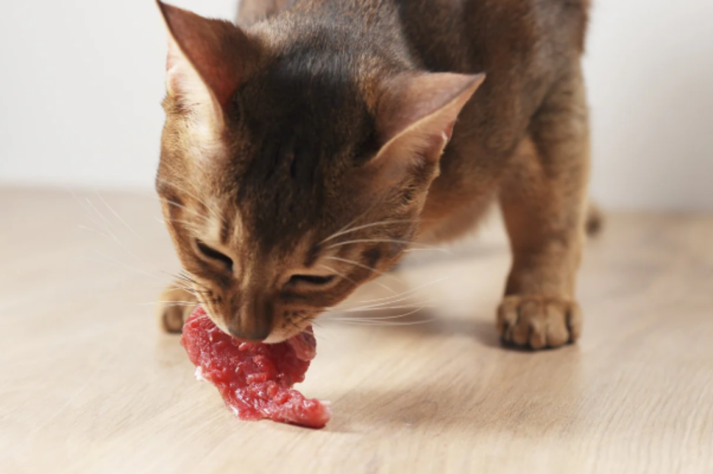Choosing beef for cat nutrition