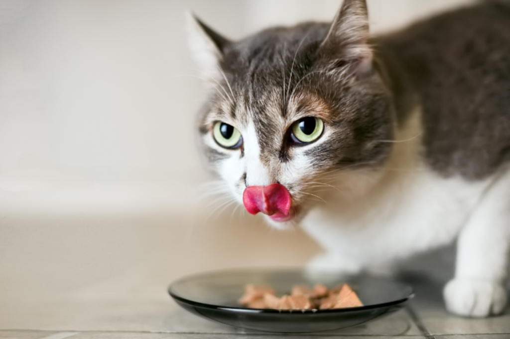 How to cook liver for cats