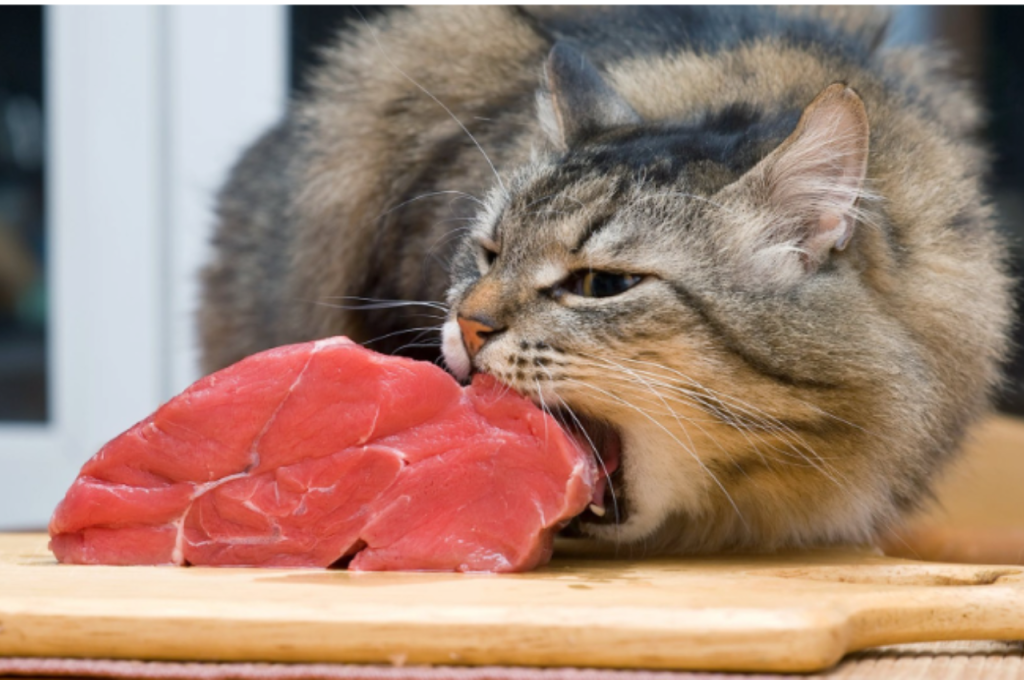 Why can't cats eat beef?