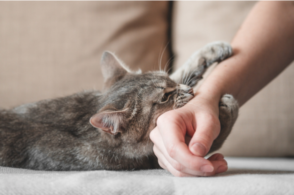 Reasons for cat biting behavior