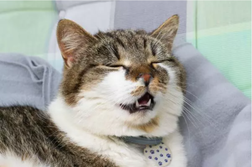 Cat allergies and sneezing