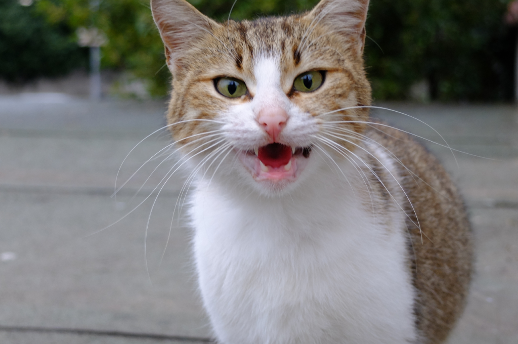 Cat meowing for food