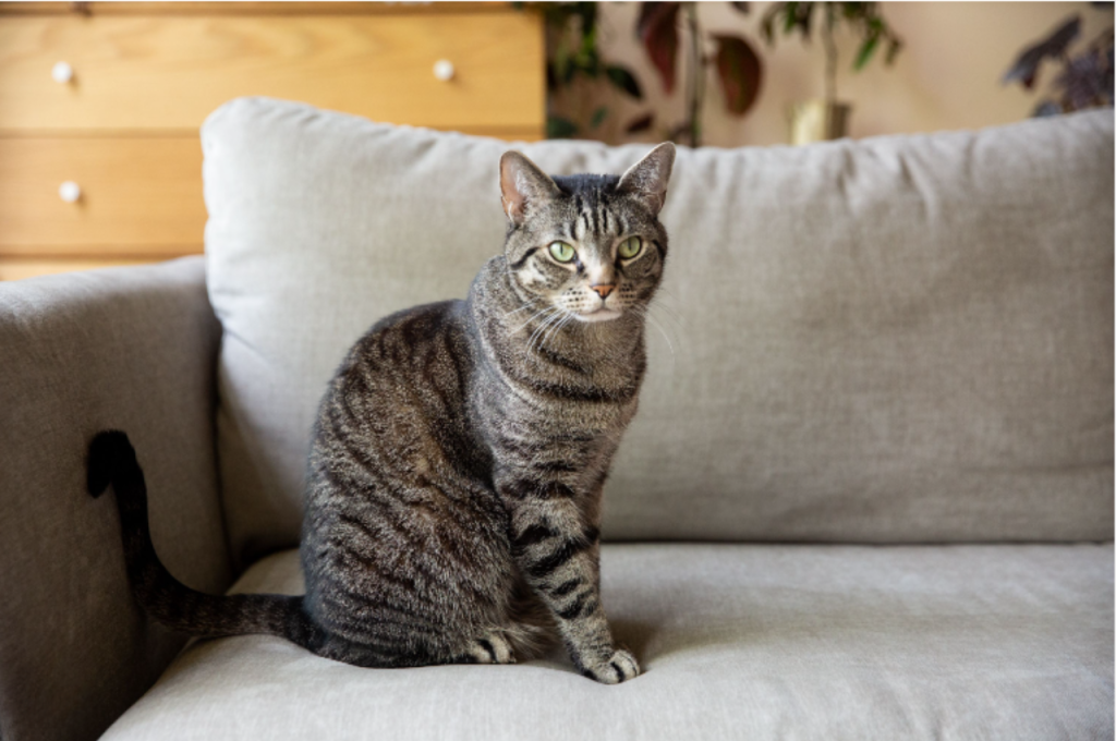 Cat breed genetics