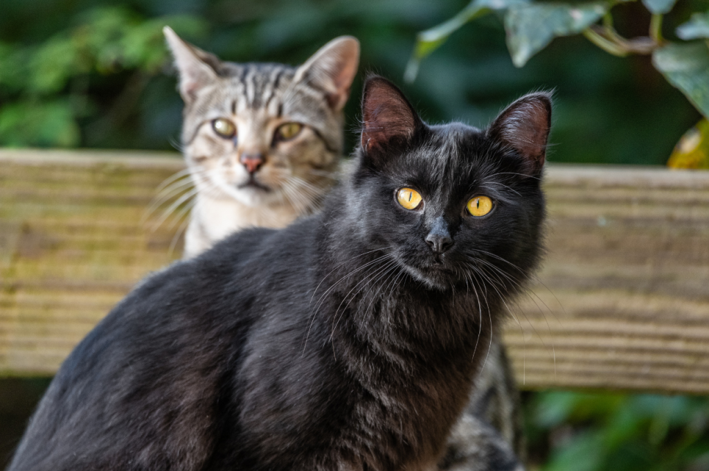 how to tell if a cat is a boy or a girl