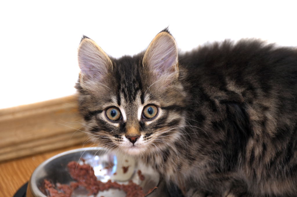 how much to feed a cat