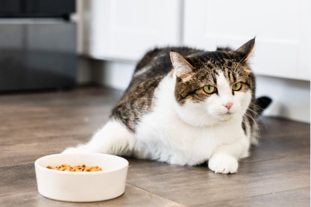how long can a cat go without eating