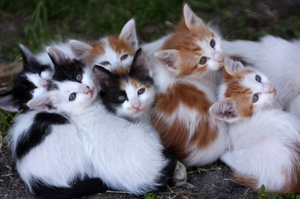 how many kittens can a cat have