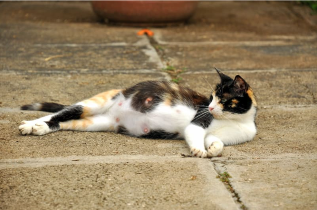 how to tell if a cat is pregnant