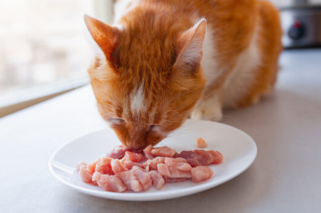 Safe meat options for feline diets