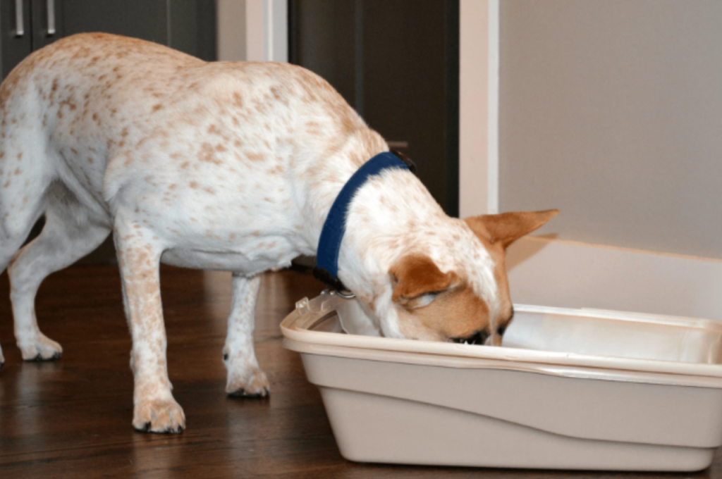 why do dogs eat cat poop