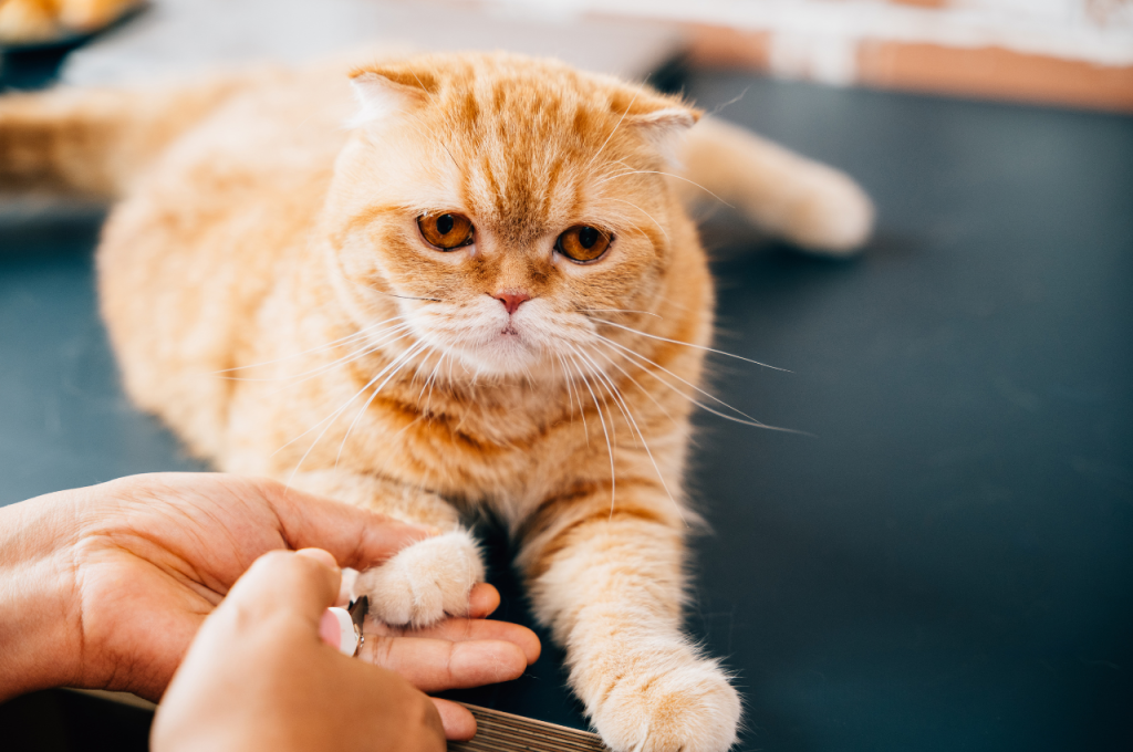 how to trim cat nails