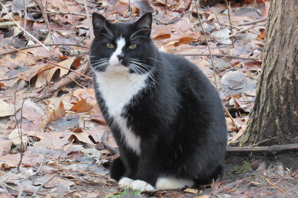 Habitat of feral cats
